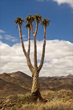 Giant Quiver Tree or Bastard Quiver Tree (Aloe pillansii)