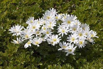 Grecian Windflowers (Anemone blanda 'White Splendour')