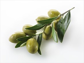 Green queen olives on an olive sprig