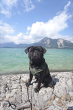 Young pug posing on rocks at Lake Walchen