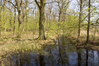 Riparian forest with Oak trees or Pedunculate Oaks (Quercus robur) and pools of water in the spring
