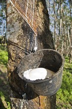 Latex production on a Para Rubber Tree or Sharinga Tree (Hevea brasiliensis) on a rubber plantation