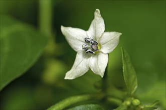 Chili flower (Capsicum sp.)