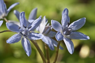 Flowers of Two-leaf Squill or Alpine Squill (Scilla bifolia)