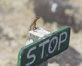 Galapagos Lava Lizard (Microlophus albemarlensis) on a stop sign