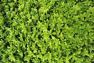 Japanese Pachysandra or Japanese Spurge (Pachysandra terminalis) with raindrops