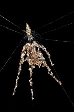 Orb-web Spider species (probably Cyclosa spec.)