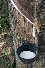 Incised Rubber Tree (Hevea brasiliensis) with collecting vessel