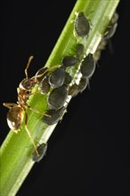 Aphids (Aphidoidea) being milked by an Ant (Formidicae)