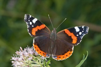 Red Admiral (Vanessa atalanta) in search of nectar on Common Boneset
