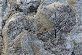 Fossils of deciduous leaves