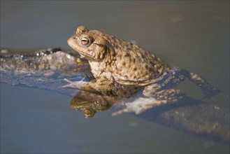 Common Toad or European Toad (Bufo bufo) clinging to a branch in the water