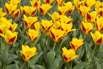 Waterlily Tulips (Tulipa kaufmanniana 'Goldstueck')
