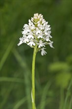 Rare white-flowering colour variation of Pyramidal Orchid (pyramidalis)