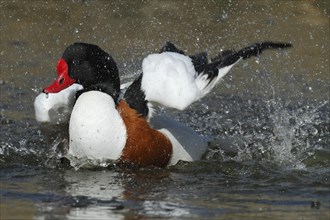 Common Shelduck (Tadorna tadorna)