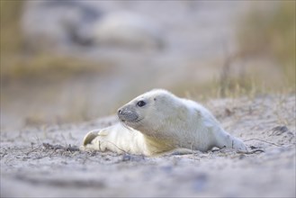 Young Grey Seal (Halichoerus grypus) pup