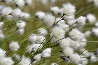 Blooming Hare's-tail Cottongrass