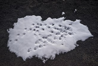 Footprints of Chinstrap Penguins (Pygoscelis antarctica) in the snow