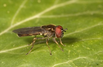 Melanostoma mellinum hoverfly