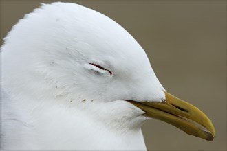 Common Gull (Larus canus) acting apathetic and having coordination difficulties due to a thiamine deficiency
