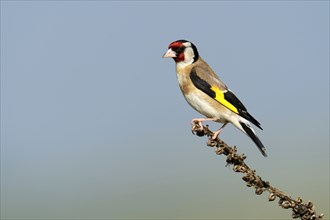 Goldfinch (Carduelis carduelis) perched on a branch