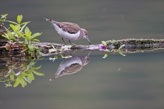 Common Sandpiper (Actitis hypoleucos) foraging on a floating tree trunk