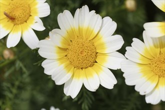 Garland Chrysanthemum (Glebionis coronaria var discolor)