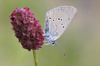 Mazarine Blue (Polyommatus semiargus) butterfly showing the underside of its wing on a Great Burnet (Sanguisorba officinalis)