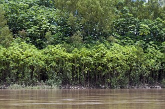 Successional forest on the banks of the Tambopata River