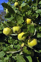 Pear Quince (Cydonia oblonga var.) on the tree