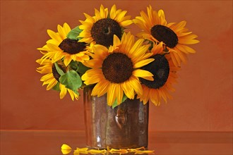 Sunflowers (Helianthus annuus) in a clay pot