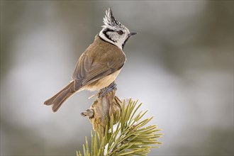 Crested tit (Parus cristatus) sits on a pine in winter