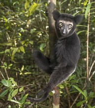 Indri (Indri Indri) climbs the tree