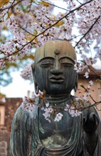Buddha statue under cherry blossoms