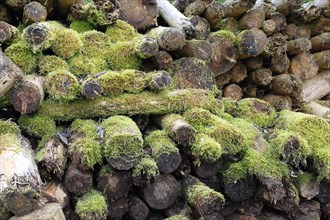 Woodpile covered with moss