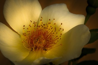 Garden Rose Spring Gold (Rosa pimpinellifolia var. hispida x Joanna Hill)