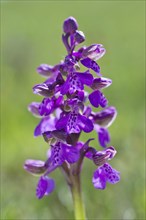 Green-winged Orchid or Green-veined Orchid (Anacamptis morio