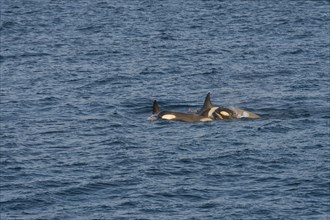 Killer Whales or Orca (Orcinus orca)
