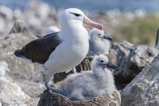 Black-browed Albatross or Black-browed Mollymawk (Thalassarche melanophris) with chick in nest