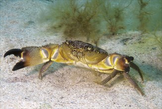 Warty Crab or Yellow Crab (Eriphia verrucosa)