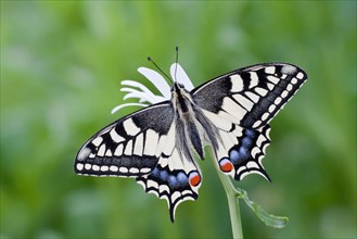 Old World Swallowtail (Papilio machaon) butterfly