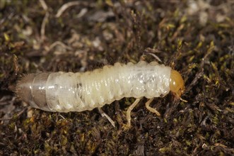 Scarab Beetle (Scarabaeidae sp.) larva