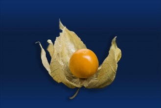 Chinese Lantern Fruit or Cape Gooseberry (Physalis peruviana)
