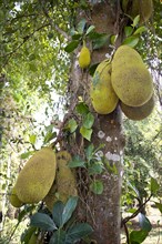 Jackfruit or Jack Tree (Artocarpus heterophyllus)