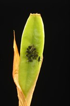 Colony of adult Aphids (Aphididae) on a Lily (Lilium)