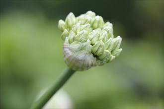 Bud of Black Garlic or Flowering Onion (Allium nigrum)