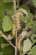 Caterpillars of Buff-tip Moths (phalera bucephala) feeding on an Eared Sallow Bush (Salicetum auritae)