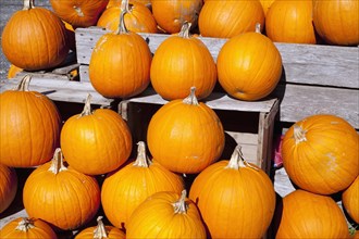 Pumpkins at the autumn market