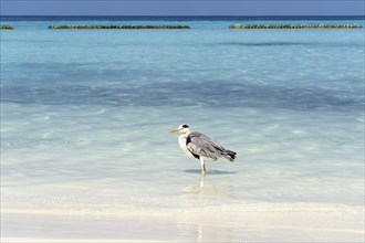 Grey Heron (Ardea cinerea) on the beach of a Maldivian island