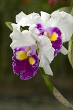 Warscewicz's Cattley's orchid (Cattleya warscewiczii)